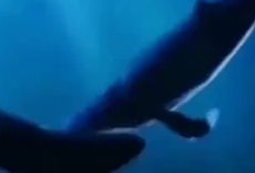 鲸鱼视频,探索海洋奥秘，畅游知识海洋